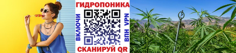 закладки Омск Каннабис семена